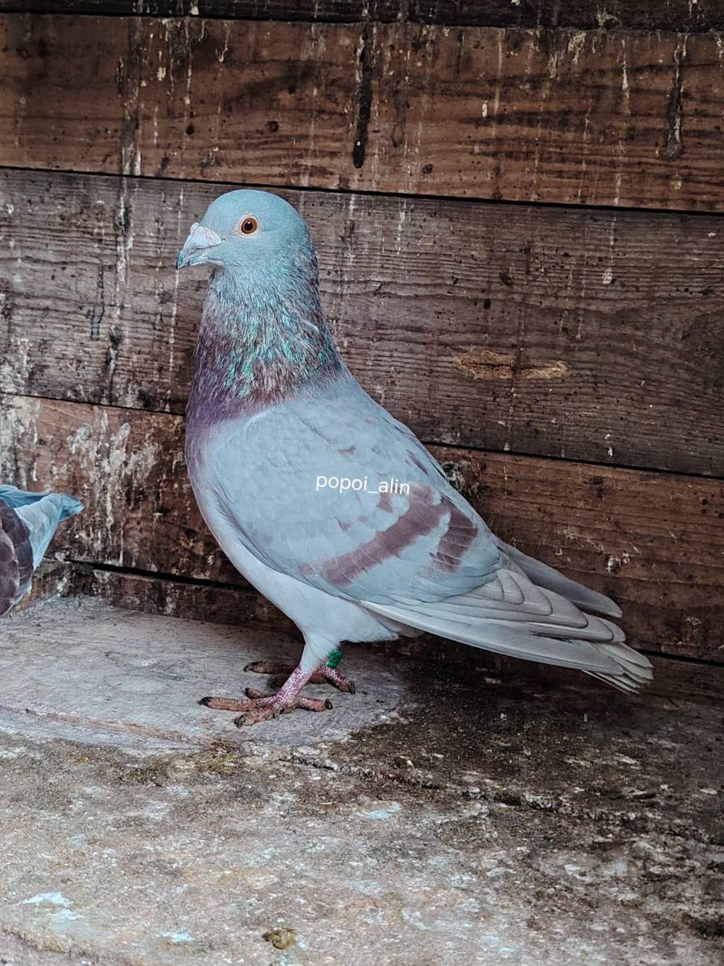 Mascul Rubella Recesiv Opal Hetero Brown&nbsp;2024