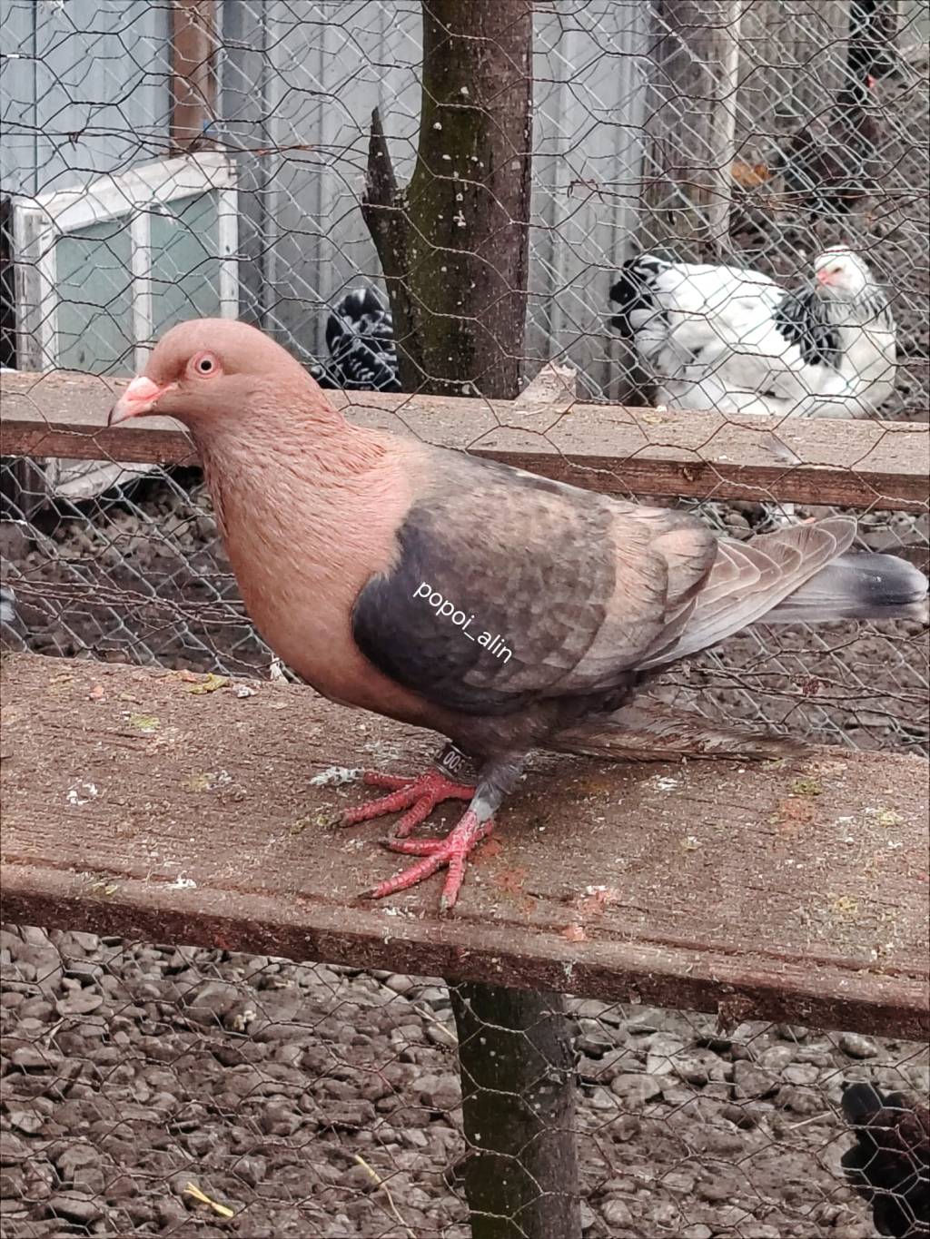 Femelă Albastră Solzată închis Diluată Gimpel&nbsp;Bronze