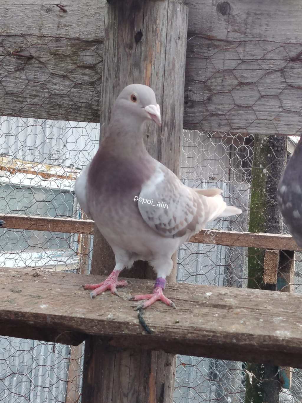 &nbsp; Gena Rubella&nbsp;Brown